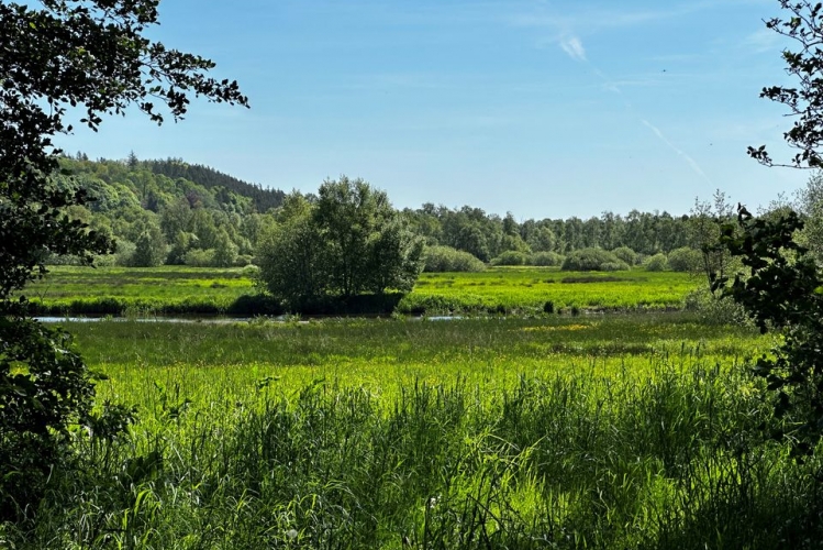 Fugleværnsfonden har købt skov og landejendom nær Viborg